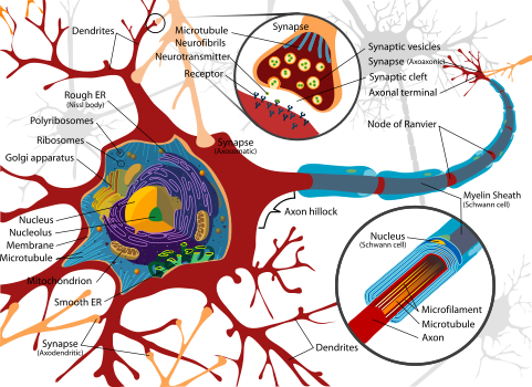 Complete neuron cell diagram.